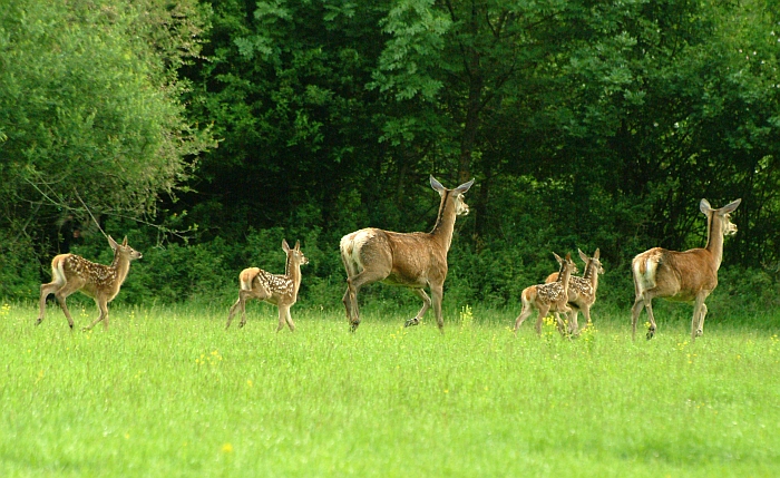 PASSIONE PER IL CERVO